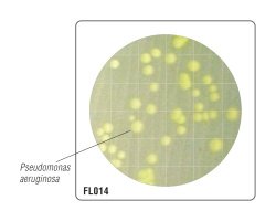 HiTouch™ FlexiPlate™ - CT для подсчета Pseudomonas aeruginosa FL014