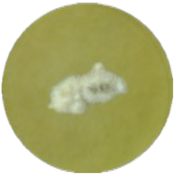 Среда с солодовым экстрактом MF024