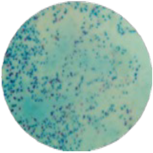 Среда на E.coli MF027