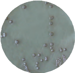 Висмут сульфит агар MF005