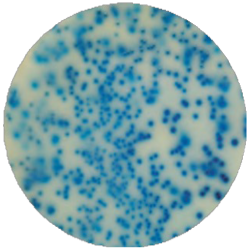 Среда на колиформы MF026