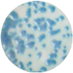 Универсальная хромогенная среда для мембранной технологии MF018