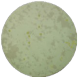 Триптонный агар с глюкозой MF011