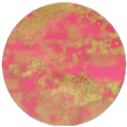 Среда Эндо MF010