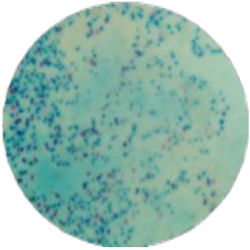 Среда на E.coli MF027