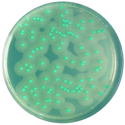 Обогатительная добавка к хромогенному агару для листерий 1004390010