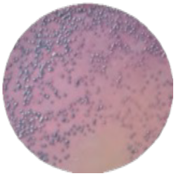 Хромогенная среда для выделения E.coli 0157:H7 MF019