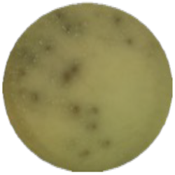 Желчно-эскулиновый агар с азидом натрия MF004