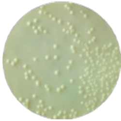 Декстрозный агар Сабуро MF003