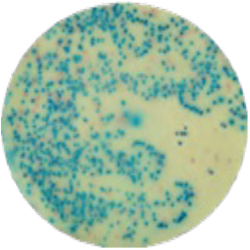 Хромогенная среда для выделения сальмонелл MF020