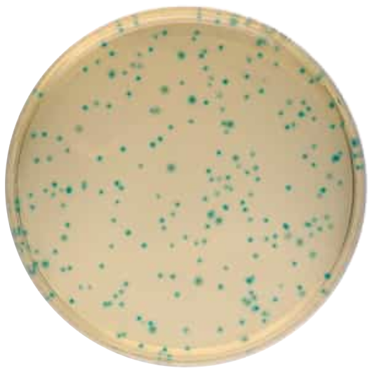 Bacillus Cereus Селективная добавка 1098750010