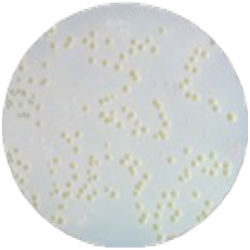 Среда Чапмена-Стоуна MF008