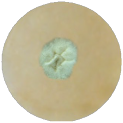 Сусло-бульон MF017