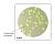 HiTouch™ FlexiPlate™ - CT для подсчета Pseudomonas aeruginosa FL014