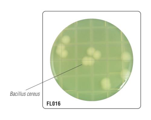 HiTouch™ FlexiPlate™ для подсчета Bacillus для подсчета Bacillus spp. селективная FL016