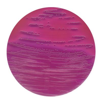 Violet red bile Dextrose Agar 146000