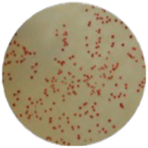 Агар с ТТХ для подсчета общего микробного числа MF002