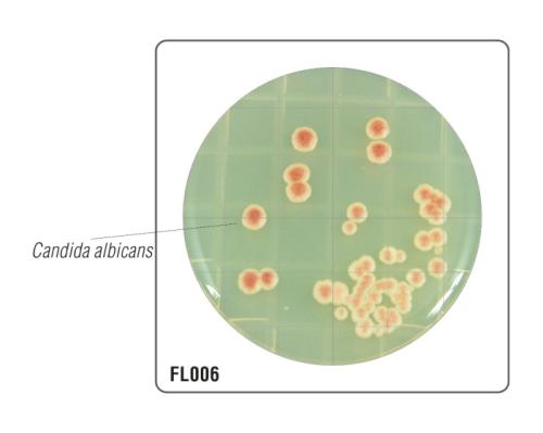 HiTouch™ Yeast and Mould Count FlexiPlate™ для подсчета дрожжей и плесени FL006