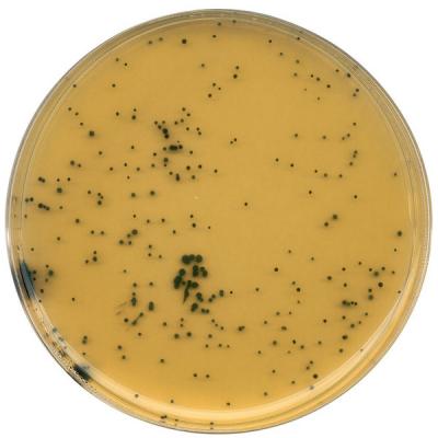 GranuCult™ TSC агар Триптозо-сульфитный циклосериновый агар (основа) для микробиологии 1119720500