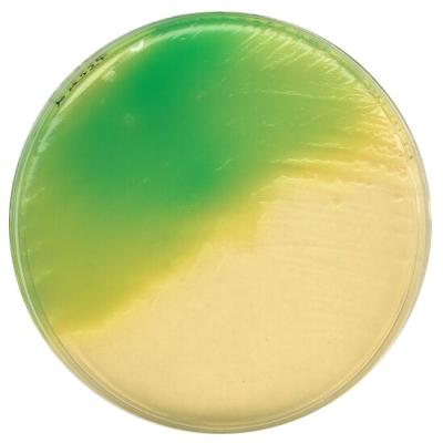 Летиновый агар (основа), модифицированный для микробиологии 1104040500
