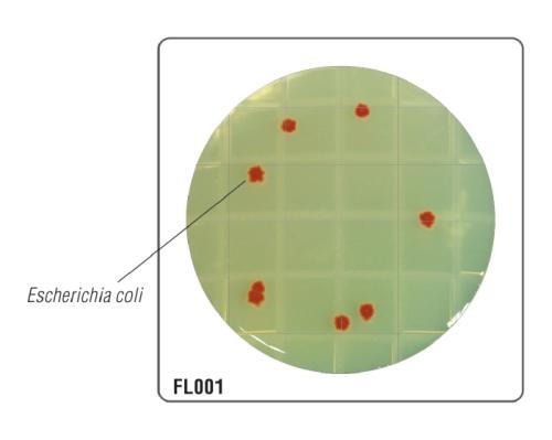 HiTouch™ Aerobic Count FlexiPlate™ для подсчета КМАФАнМ FL001