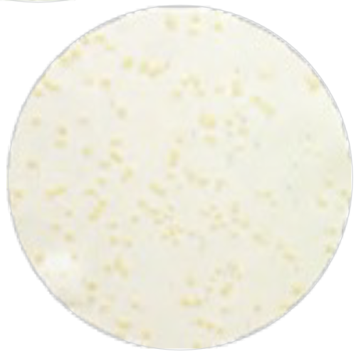 Агар для подсчета общего микробного числа MF001