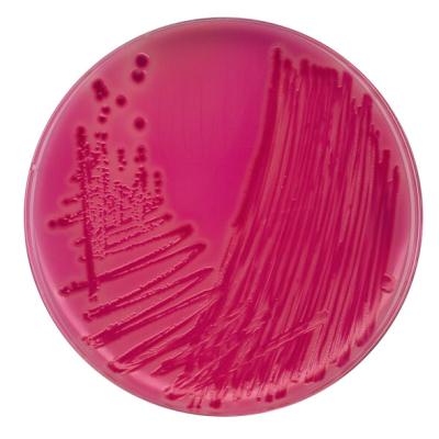 РАМБАХ-агар для идентификации сальмонелл 1075000001