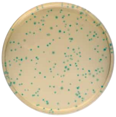 Bacillus Cereus Селективная добавка 1098750010