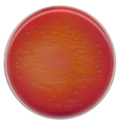 Агар МакКонки  для выделения сальмонелл, шигелл и колиформных бактерий (According harm. EP/USP/JP) 1054650500