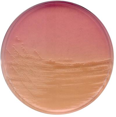 Эндо агар для микробиологии 1040440500