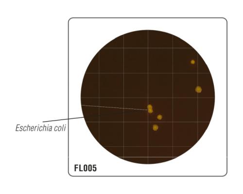 HiTouchTM Rapid Coliform Count FlexiPlateTM для подсчета колиформных бактерий (ускоренный метод) FL005