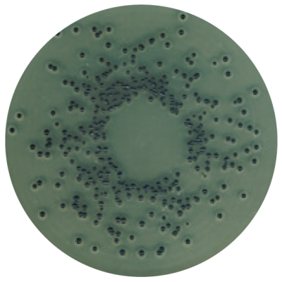 Агар Байрда-Паркера для селективного выделения стафилококков (основа) по Берду-Паркеру, для микробиологии 1054060500