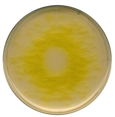 Цетримидный агар, основа селективного агара для Pseudomonas, для микробиологии 1052840500