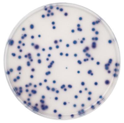 Агар для колиформ по ISO 9308-1 Chromocult® 1104260500