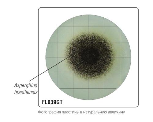 Среда Сабуро с декстрозой и нейтрализаторами (твин, лецитин, гистидин, тиосульфат) для гигиенического мониторинга (γ-облученная, в тройной упаковке) FL0039GT