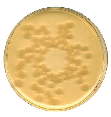 Триптиказо-соевый питательный бульон, облученный, 5кг 1008005000