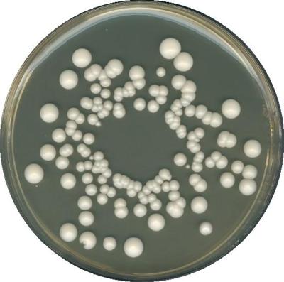 YGC  агар с экстрактом дрожжей, глюкозой и хлорамфениколом FIL-IDF, для микробиологии 1160000500