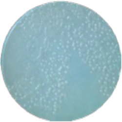 Среда М-FC MF013