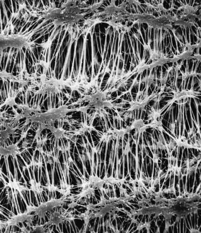 Фильтры Флюропор, PTFE, 25 мм, 0,5 мкм, 100 шт./уп. FHLP02500
