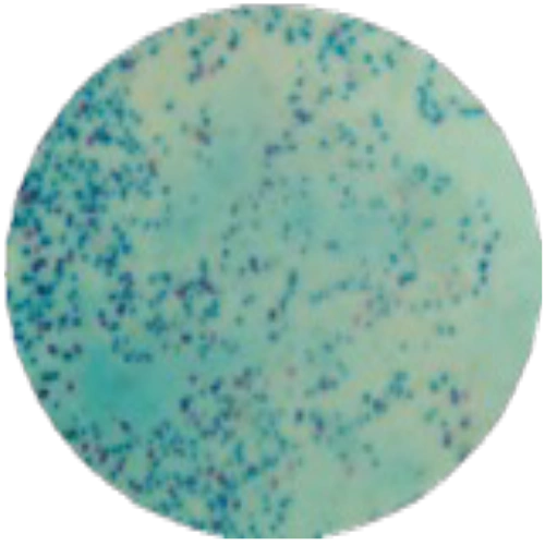 Среда на E.coli MF027