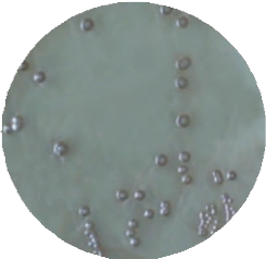 Висмут сульфит агар MF005