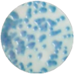 Универсальная хромогенная среда для мембранной технологии MF018