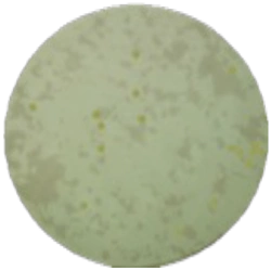 Триптонный агар с глюкозой MF011