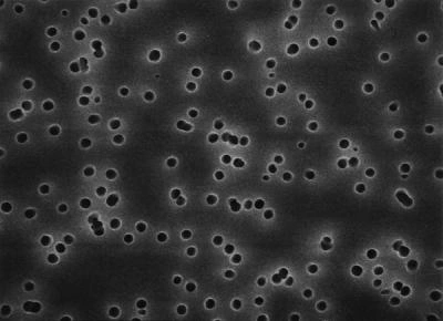 Фильтры Изопор, поликарбонат, 142 мм, 0,1 мкм, 50 шт./уп. VCTP14250