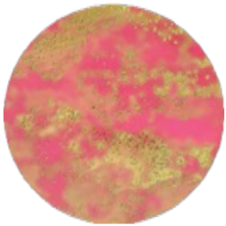 Среда Эндо MF010