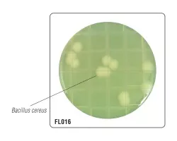 HiTouch™ FlexiPlate™ для подсчета Bacillus для подсчета Bacillus spp. селективная FL016