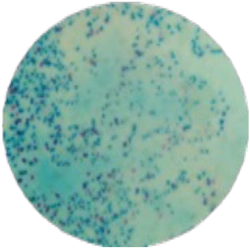Среда на E.coli MF027