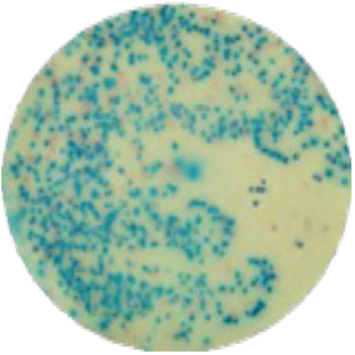 Хромогенная среда для выделения сальмонелл MF020