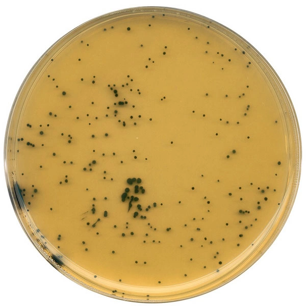 GranuCult™ TSC агар Триптозо-сульфитный циклосериновый агар (основа) для микробиологии 1119720500