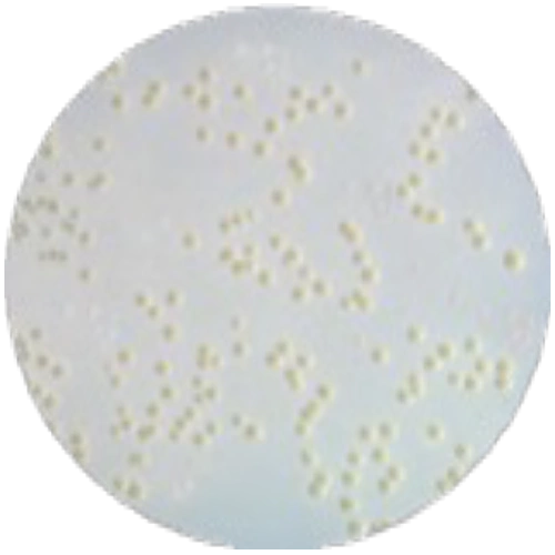 Среда Чапмена-Стоуна MF008